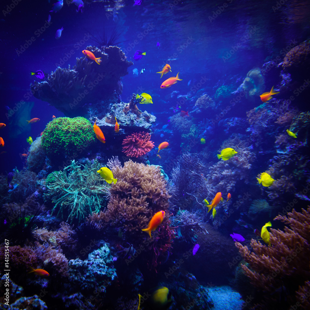 Naklejka premium underwater background. Underwater scene. Underwater world. Underwater life landscape