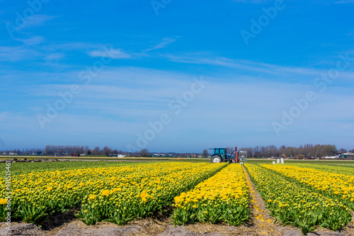 Tulip colorful blossom flowers cultivation field in spring. Keukenhof  Holland or Netherlands  Europe
