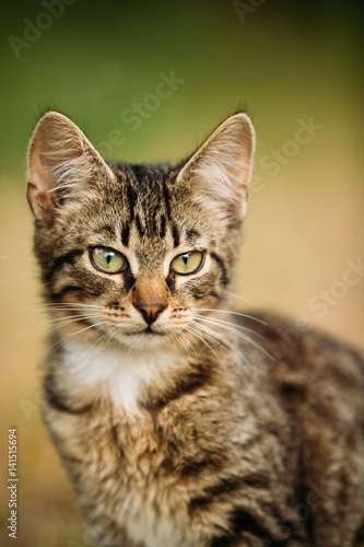 Portrait Of Small Cute Tabby Gray Cat Kitten At Blurred Green Grass © Grigory Bruev