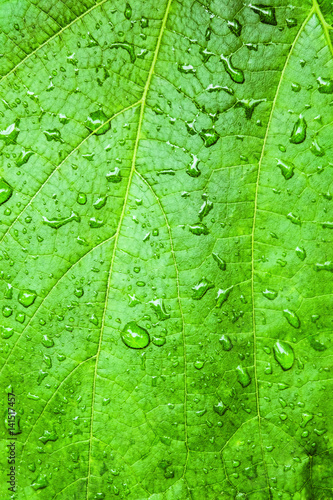 Water drops on green grape leaves. Natural background of fresh green leaf closeup.