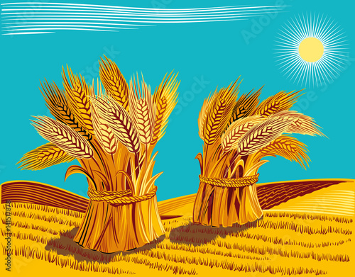 Obraz na płótnie rural landscape with sheaves of ripe wheat. w salonie