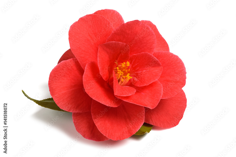 Red camellia flower Red camellia flower