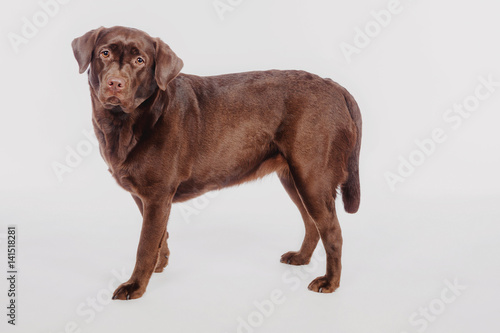 Labrador on a white background