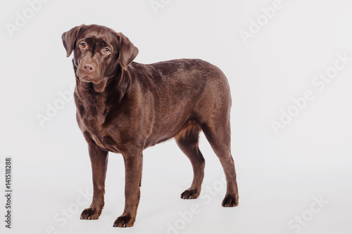 Labrador stands on white ba...