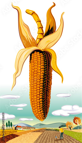 Cob of ripe corn in the landscape.