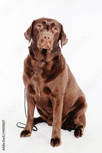 A dog sits on a white backg...