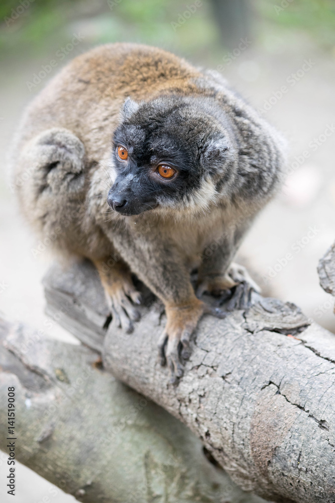 Fototapeta premium a close up side view shot of a lemur 