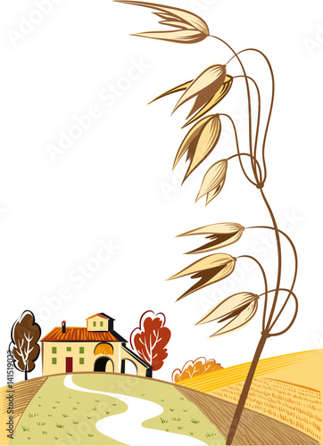 rural landscape with ripe oats ear.
