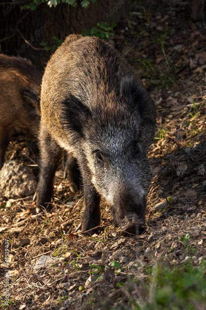 Wild boar eat acorns under the oaks Wild boar eat acorns under the oaks