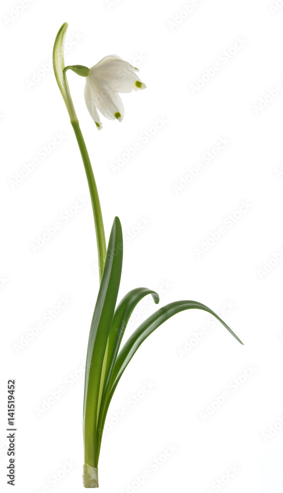 Fototapeta premium Spring snowflake flower 