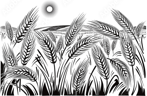 Landscape with wheat field.