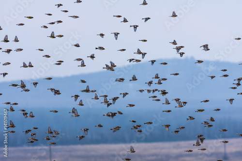 Group of goldfinch flying at winter