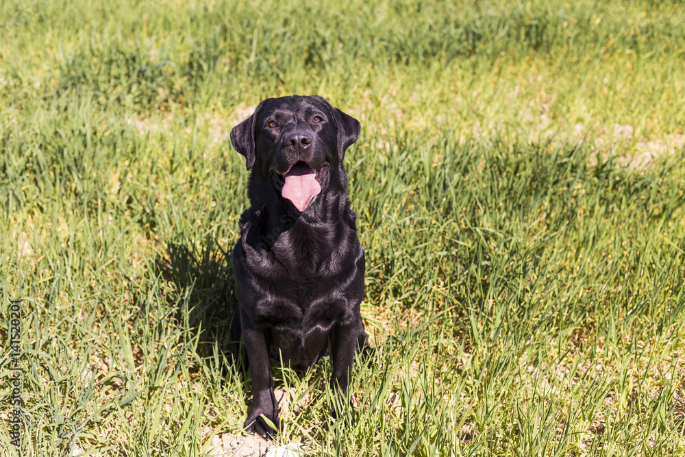 Happy beautiful black labrador over green background. Countryside. Sunny weather