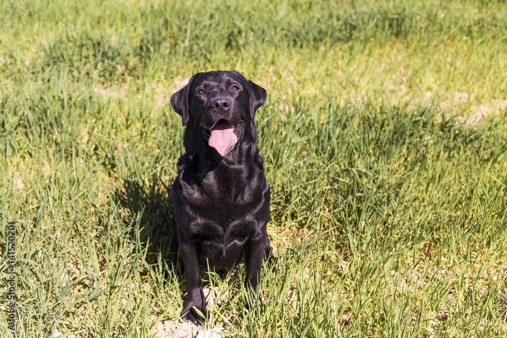 Happy beautiful black labrador over green background. Countryside. Sunny weather Happy beautiful black labrador over green background. Countryside. Sunny weather