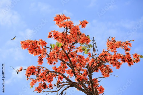 Butea monosperma flower blooming on tree with sky background.