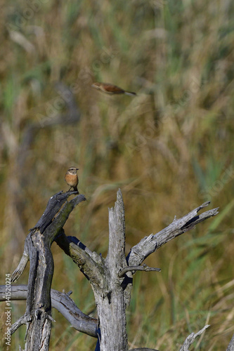 Braunkehlchen photo