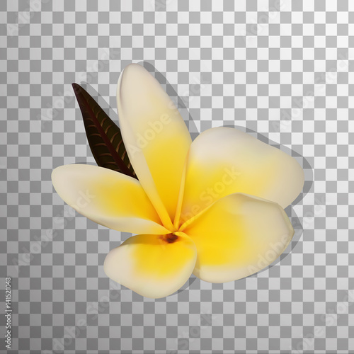 Realistic 3D Frangipani (Plumeria) and Palm leaves Isolated On on transparent background . Hawaii, Bali (Indonesia), Shri-Lanka. thailand flower. Vector Illustration