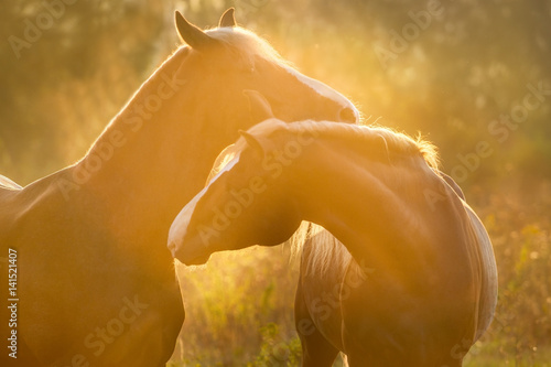Fototapeta Naklejka Na Ścianę i Meble -  Two horse with long blond mane in sunlight