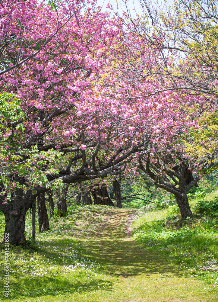 Sakura or Cherry Blossom pathway Sakura or Cherry Blossom pathway