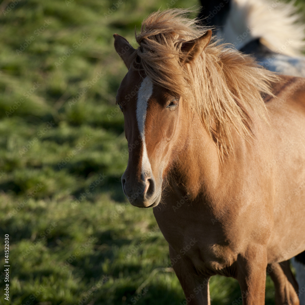 Obraz premium Iceland
