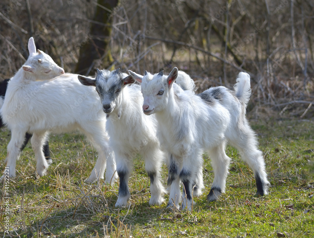 Adorable baby goat on field in early spring Adorable baby goat on field in early spring