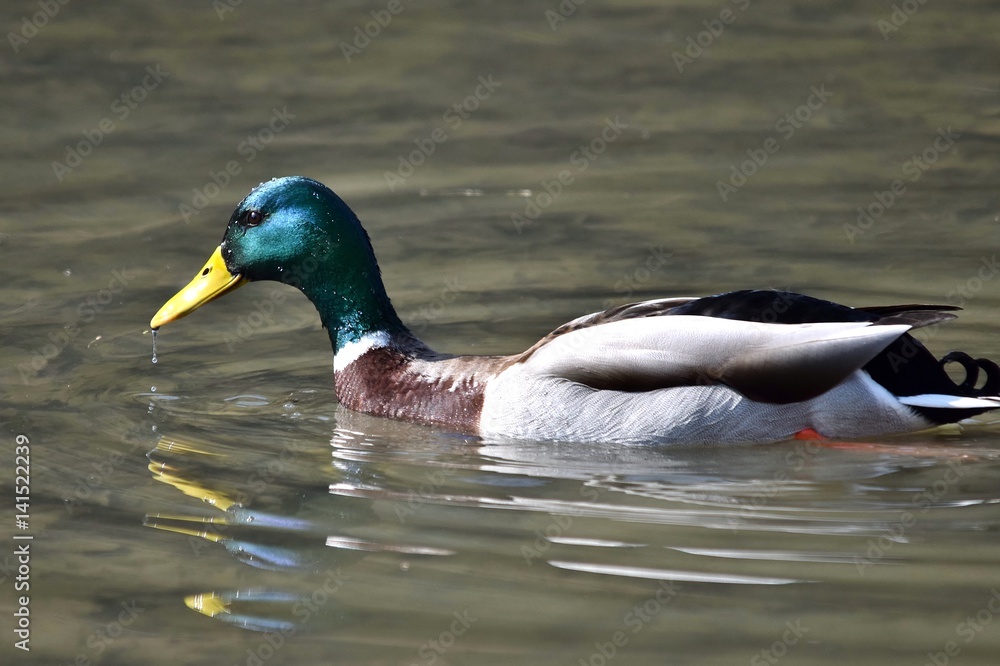 Eine Stockente schwimmt im Wasser der Raab bei Gleisdorf (Nahaufnahme) Eine Stockente schwimmt im Wasser der Raab bei Gleisdorf (Nahaufnahme)