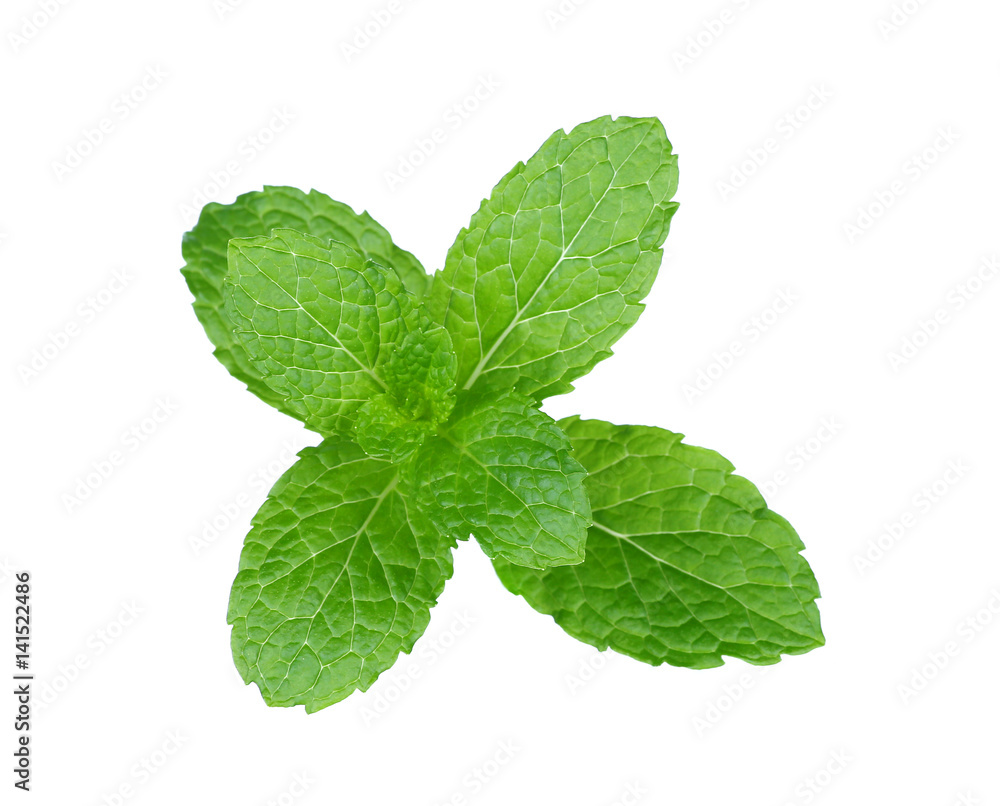 mint leaf on white background mint leaf on white background