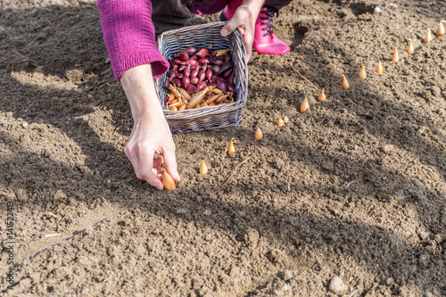 zwiebeln stecken im frühjahr