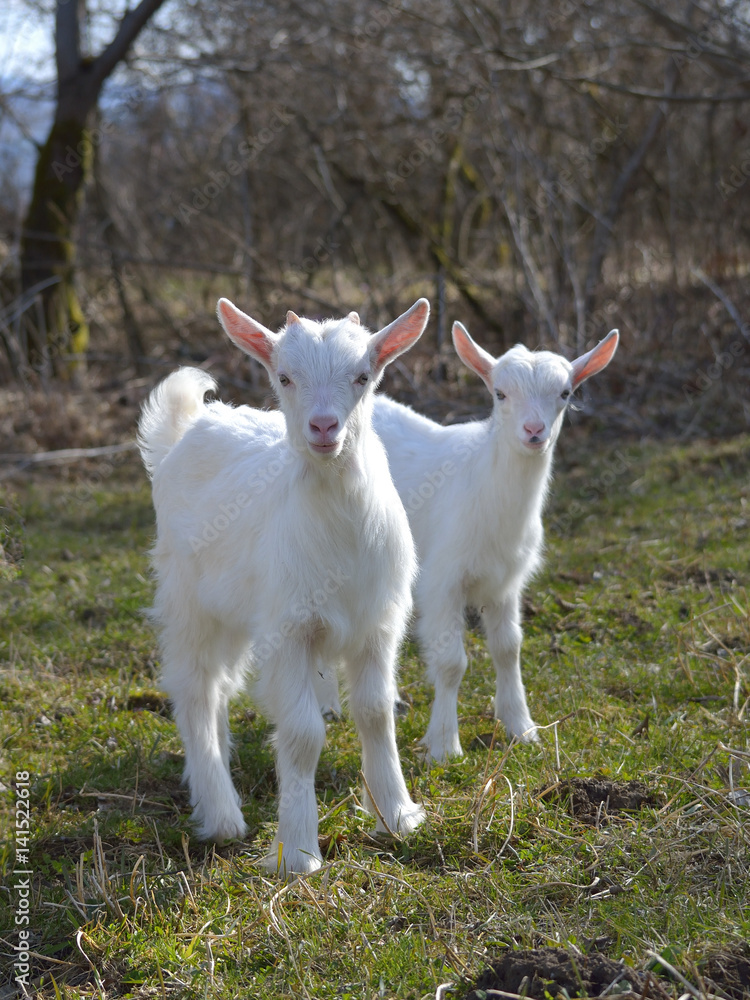 Adorable baby goat on field in early spring Adorable baby goat on field in early spring
