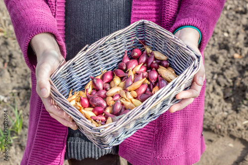 steckzwiebeln im korb