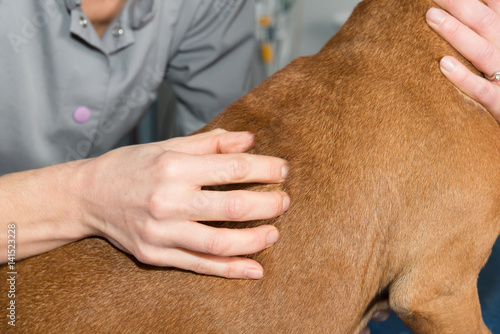 L'ostéopathie s'applique aussi sur les animaux domestiques c'est une approche thérapeutique non conventionnelle
