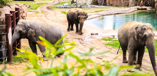 Elephant at Smithsonian National Zoo photo