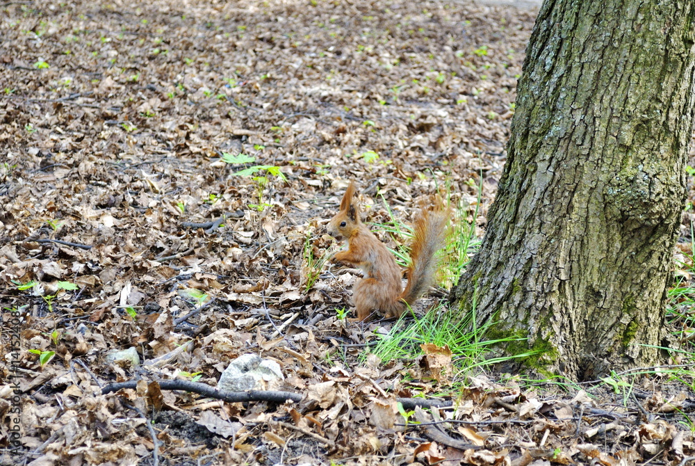 Little squirrel in a city park Little squirrel in a city park