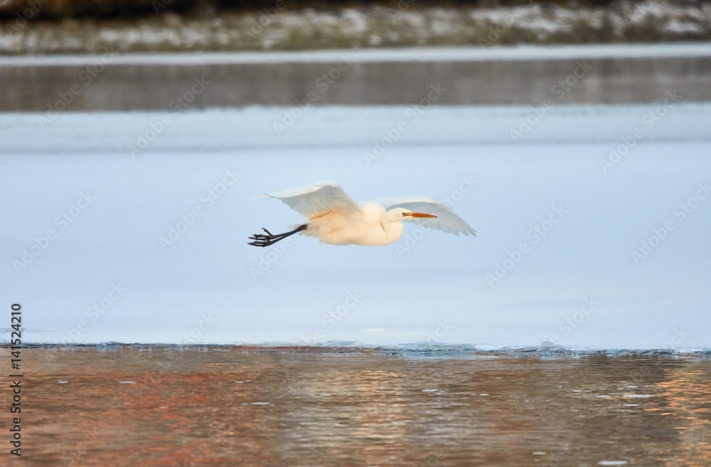 Great Egret flying over frozen river in sunlight in the winter Great Egret flying over frozen river in sunlight in the winter
