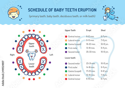 Schedule of Baby Teeth Eruption. Primary teeth, deciduous teeth. Сhildren's dentistry infographics Dental care