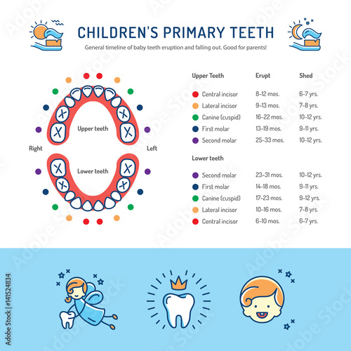 Children's Primary Teeth, Schedule of Baby Teeth Eruption. Сhildren's dentistry infographics
