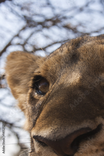 Lion cub photo