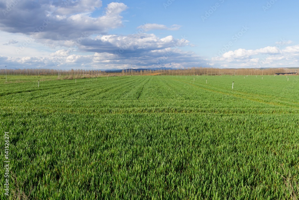 Campos verdes de Cereales  con sistema de Riego por Aspersion y arboledas de chopos al fondo