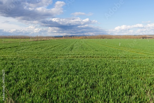 Campos verdes de Cereales con sistema de Riego por Aspersion y arboledas de chopos al fondo
