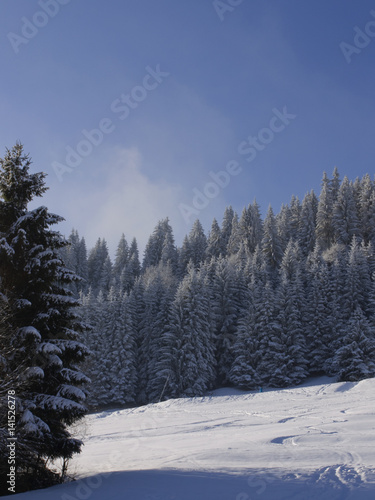 Forêt de sapins en hiver en montagne, Alpes, Savoie, France