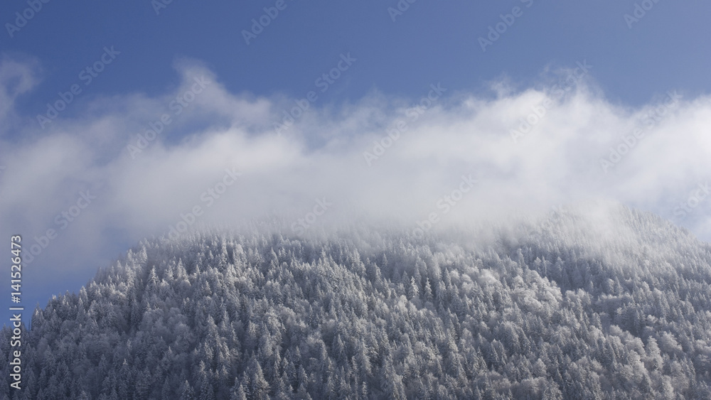 Sommet montagnard de sapins enneigés sous les nuages, Alpes, Haute-Savoie