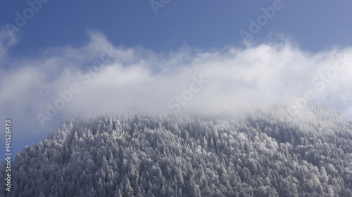 Sommet montagnard de sapins enneigés sous les nuages, Alpes, Haute-Savoie © fred.do.photo