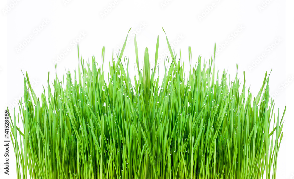 green grass isolated on a white background green grass isolated on a white background