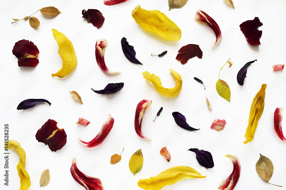Obraz premium Red and yellow petals of flowers on white background, top view