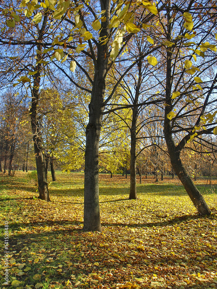 Осений золотой парк