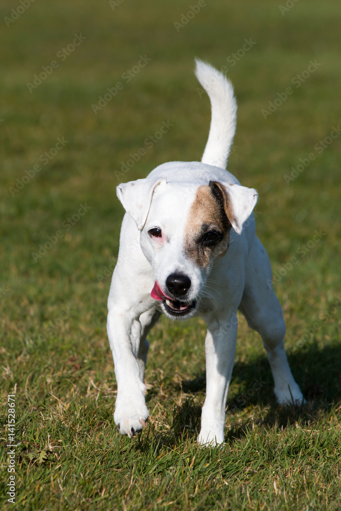 Jack Russel Terrier Dog running in Meadow Jack Russel Terrier Dog running in Meadow