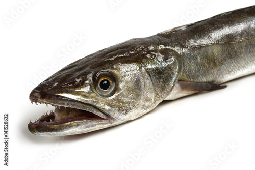 Photos hake fish isolated