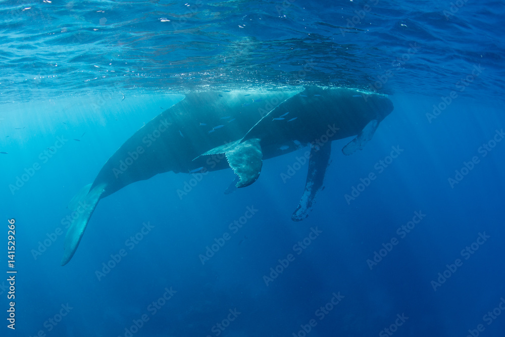 Mother and Calf Humpback Whales