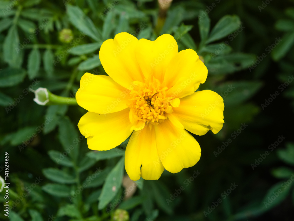 Yellow flower of Youth-and-age, Zinnia elegans, close-up, selective focus, shallow DOF Yellow flower of Youth-and-age, Zinnia elegans, close-up, selective focus, shallow DOF