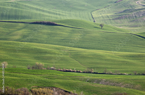 A typical Tuscany landscape, with green hills, trees and soft curves